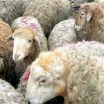 توقیف شناور حامل ۴۳ رأس دام زنده قاچاق در آب‌های بندرعباس
