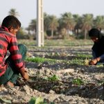 وقتی زمین فریاد می‌زند؛ درد مشترک صیفی‌کاران هرمزگان