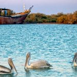 پایش آنفلوانزای پرندگان در قشم ادامه دارد