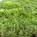 جذب سرمایه‌گذار برای ایجاد بارانداز گیاهان دارویی در هرمزگان در حال پیگیری است