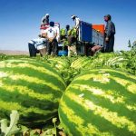 آغاز برداشت ۳۰ هزار تُن هندوانه در جاسک