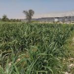 اجرای مزرعه پایلوت علوفه در روستای گزیر بندرلنگه برای نخستین‌ بار